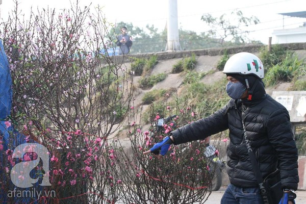 Đào nở sớm, nửa triệu đồng một cành vẫn đắt như tôm tươi 5