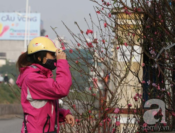 Đào nở sớm, nửa triệu đồng một cành vẫn đắt như tôm tươi 6