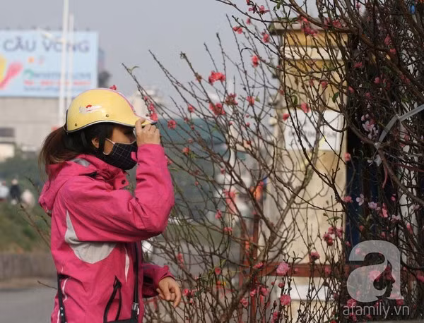 Đào nở sớm, nửa triệu đồng một cành vẫn đắt như tôm tươi 6