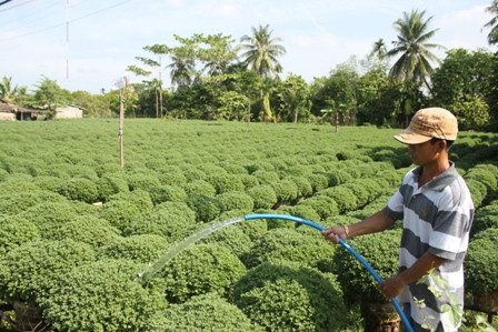 Chăm sóc cúc mâm xôi bán tết