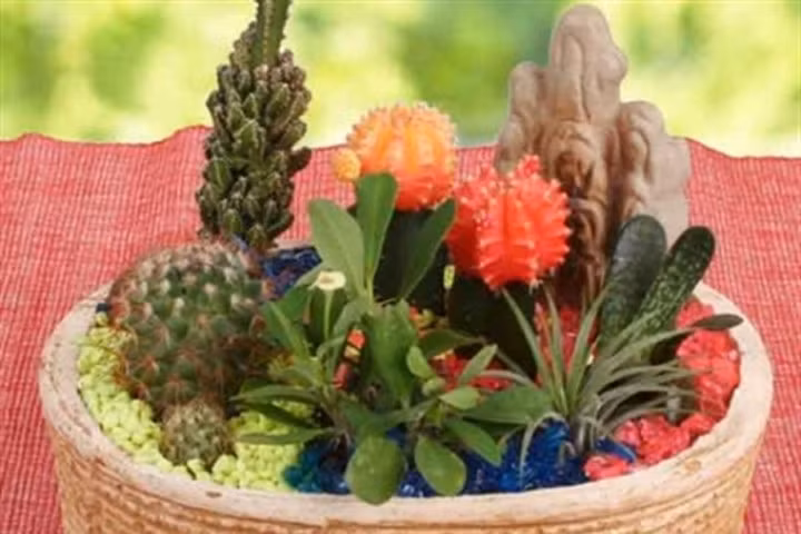 Cây "thần dược" giúp gia đình cả năm không ốm đau bệnh tật, không trồng là sống uổng một đời