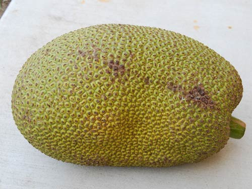 Những quả mít ngon là những quả có gai to, đều. me
