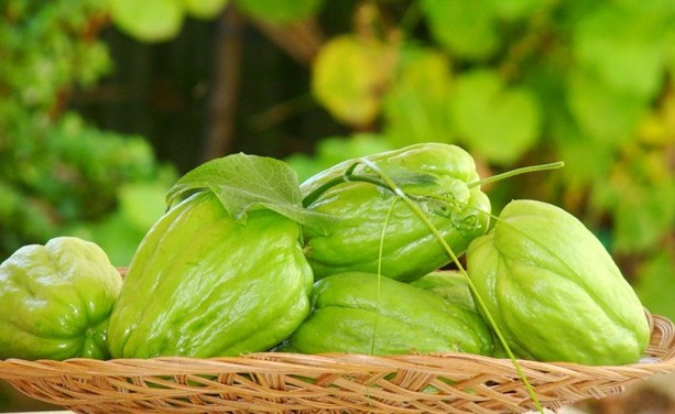 Công dụng tuyệt vời của quả su su nhiều người chưa biết ảnh 1 Công dụng tuyệt vời của quả su su nhiều người chưa biết ảnh 1