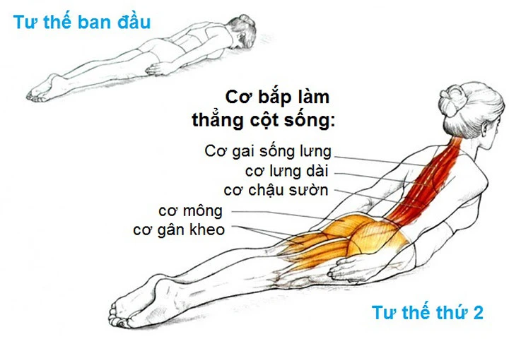 Bài tập giảm đau lưng cho người ngồi nhiều