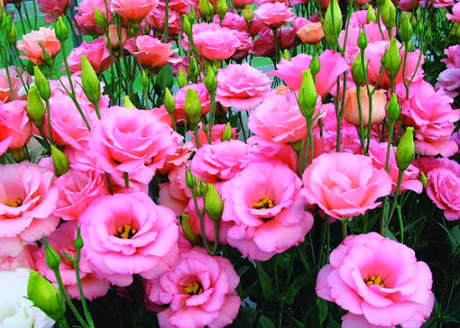 Ky thuat trong va cham soc hoa cat tuong - Anh 1