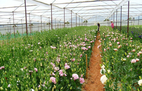 Kỹ thuật trồng và chăm sóc hoa cát tường - Ảnh 3 Ky thuat trong va cham soc hoa cat tuong - Anh 3