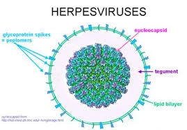 Virus herpes lây lan qua đường nào nhanh nhất?