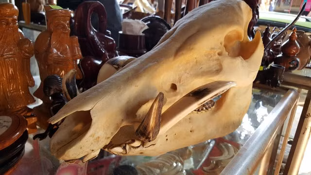 Sản phẩm mà chủ cửa hàng giới thiệu là đầu lợn rừng xịn được bày bán công khai ở Buôn Đôn. Ảnh C.Tuân