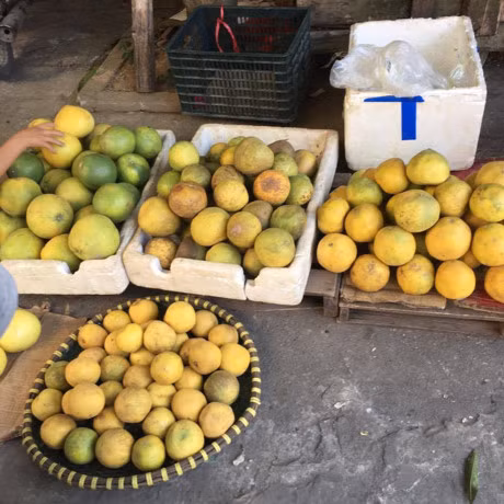 Cac loai hoa qua Viet nen mua vao thoi diem nay - Anh 3