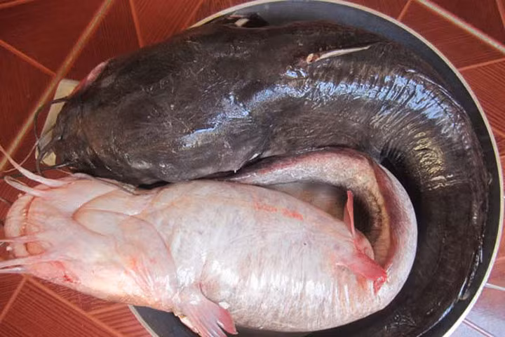 Mẹo nấu canh cá trê dưa cải chua dành cho mùa hè