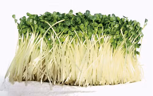 Cách trồng rau mầm bằng giấy ăn