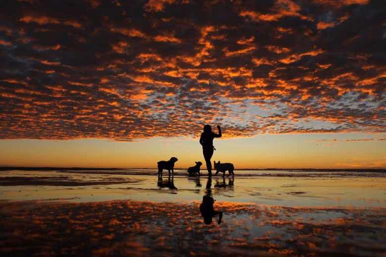 Một phụ nữ chơi với 3 chú chó con trên bãi biển lúc hoàng hôn tại Del Mar, California, Mỹ Một phụ nữ chơi với 3 chú chó con trên bãi biển lúc hoàng hôn tại Del Mar, California, Mỹ