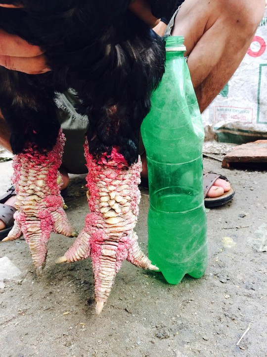 “Sững sờ” với cặp “chân rồng” con gà Đông Tảo giá 1 cây vàng SJC ảnh 4 Con gà trống nặng 6,3 kg này có chân to như chai bia được trại gà ông Phúc bán cho một đại gia ở Bình Dương hồi tháng 9-2014 với giá 35 triệu đồng.