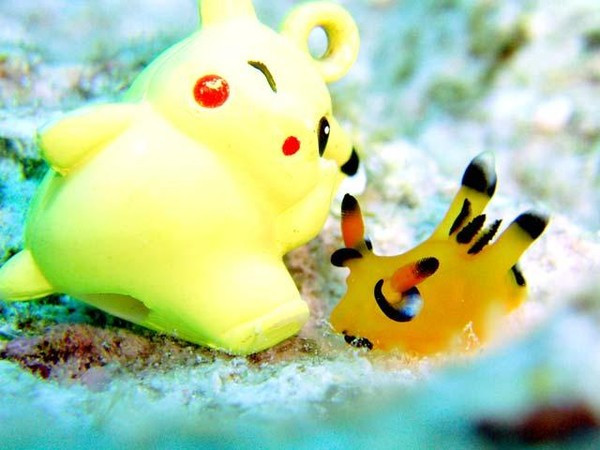 Ốc sên biển Pikachu được đặt cạnh món đồ chơi tạo hình Pikachu.
