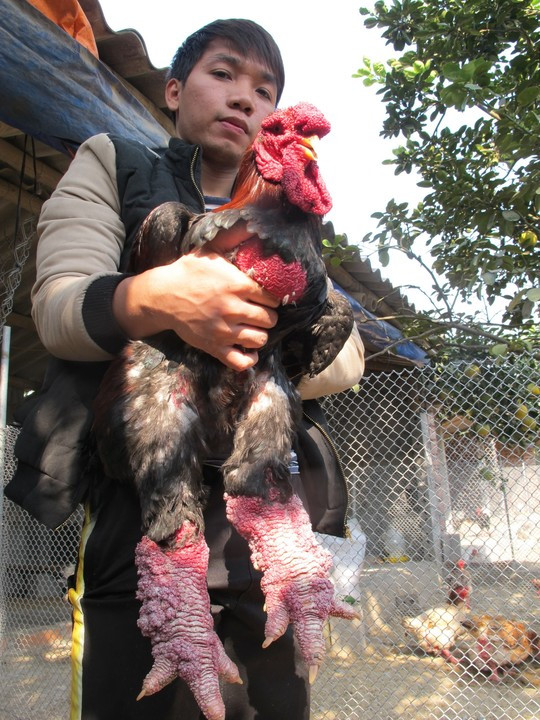 “Sững sờ” với cặp “chân rồng” con gà Đông Tảo giá 1 cây vàng SJC ảnh 7 Anh Giang Tuấn Vũ-chủ trại gà ông Phúc bên con gà trống nặng hơn 5kg chuẩn bị giao cho khách hàng