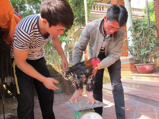 “Sững sờ” với cặp “chân rồng” con gà Đông Tảo giá 1 cây vàng SJC ảnh 9 Giá gà thịt bán buôn ngay tại xã Đông Tảo là 300-400 ngàn đồng/kg, tuy nhiên với những con gà có dáng đẹp, chân to khủng thì có giá hàng chục triệu đồng.