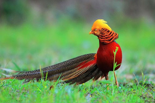 Top 10 loài chim đẹp nhất thế giới