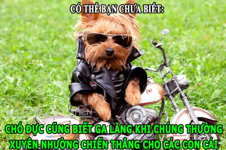 Hé lộ loài động vật bất tử, chó đực cũng biết ga lăng