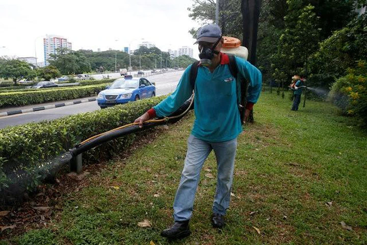 Singapore ban bố tình trạng lây lan virus Zika lên mức nguy hiểm