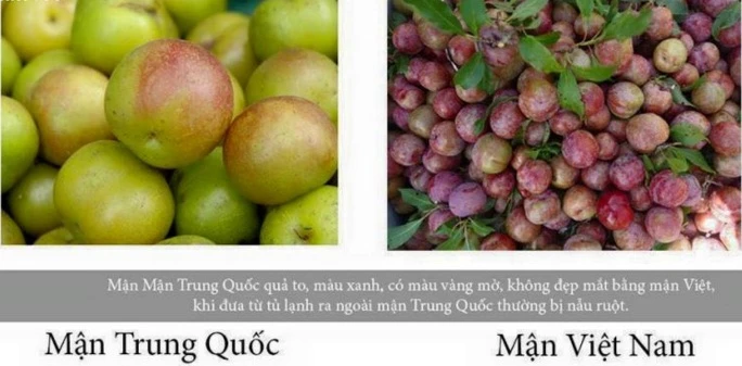 Cách phân biệt mận Việt Nam và mận Trung Quốc