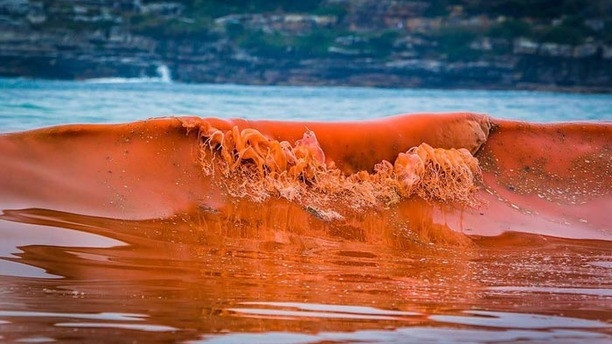 Thủy triều đỏ là hiện tượng rất nguy hiểm. red-tide