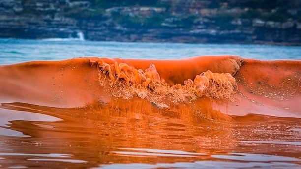 red-tide