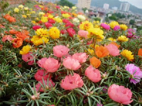 Kỹ thuật trồng hoa mười giờ nở nhiều hoa rực rỡ sắc màu - Ảnh 1 Ky thuat trong hoa muoi gio no nhieu hoa ruc ro sac mau - Anh 1
