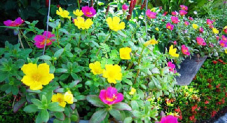 Kỹ thuật trồng hoa mười giờ nở nhiều hoa rực rỡ sắc màu - Ảnh 4 Ky thuat trong hoa muoi gio no nhieu hoa ruc ro sac mau - Anh 4
