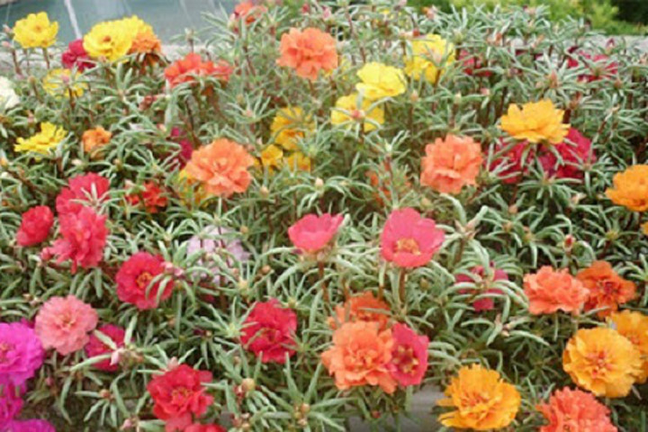 Kỹ thuật trồng hoa mười giờ nở nhiều hoa rực rỡ sắc màu