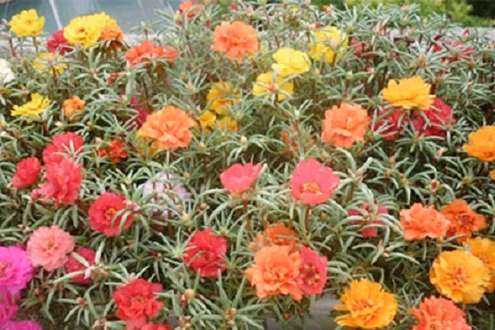 Kỹ thuật trồng hoa mười giờ nở nhiều hoa rực rỡ sắc màu
