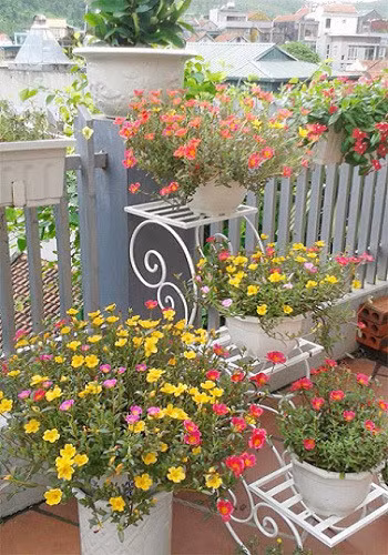 Ky thuat trong hoa muoi gio no nhieu hoa ruc ro sac mau - Anh 5