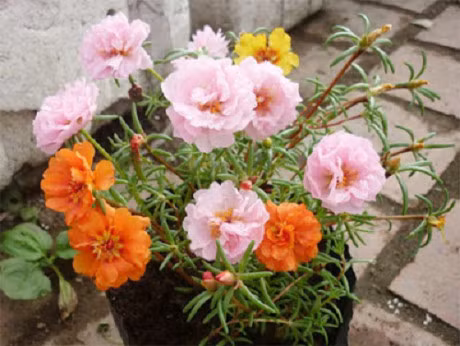 Ky thuat trong hoa muoi gio no nhieu hoa ruc ro sac mau - Anh 2