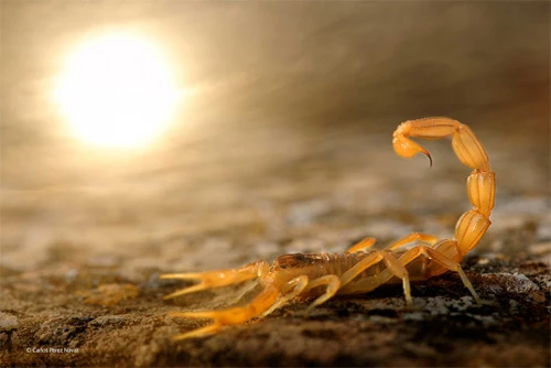 "Stinger in the sun" của cậu bé Carlos Perez Naval. Ảnh: Carlos Perez Naval.