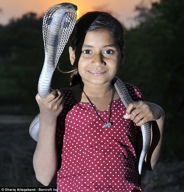 Taj tiết lộ rằng ông có thuốc gia truyền để trị vết cắn của rắn. Đó là những loại lá trong rừng. Ông nghiền nhuyễn lá và trộn với bơ, hạt tiêu đen, sau đó ăn và đắp lên vết cắn. Taj tiết lộ rằng ông có thuốc gia truyền để trị vết cắn của rắn. Đó là những loại lá trong rừng. Ông nghiền nhuyễn lá và trộn với bơ, hạt tiêu đen, sau đó ăn và đắp lên vết cắn.