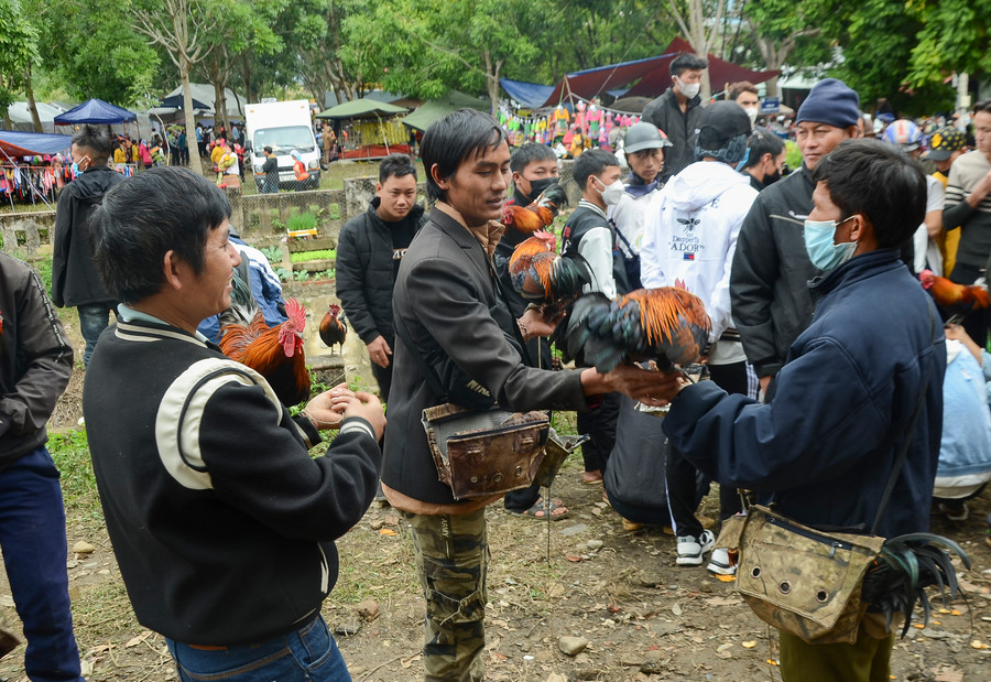 Hiện nay gà rừng nguyên gốc rất quý hiếm nên đa phần là gà rừng được bà con thuần chủng, tự nhân giống.