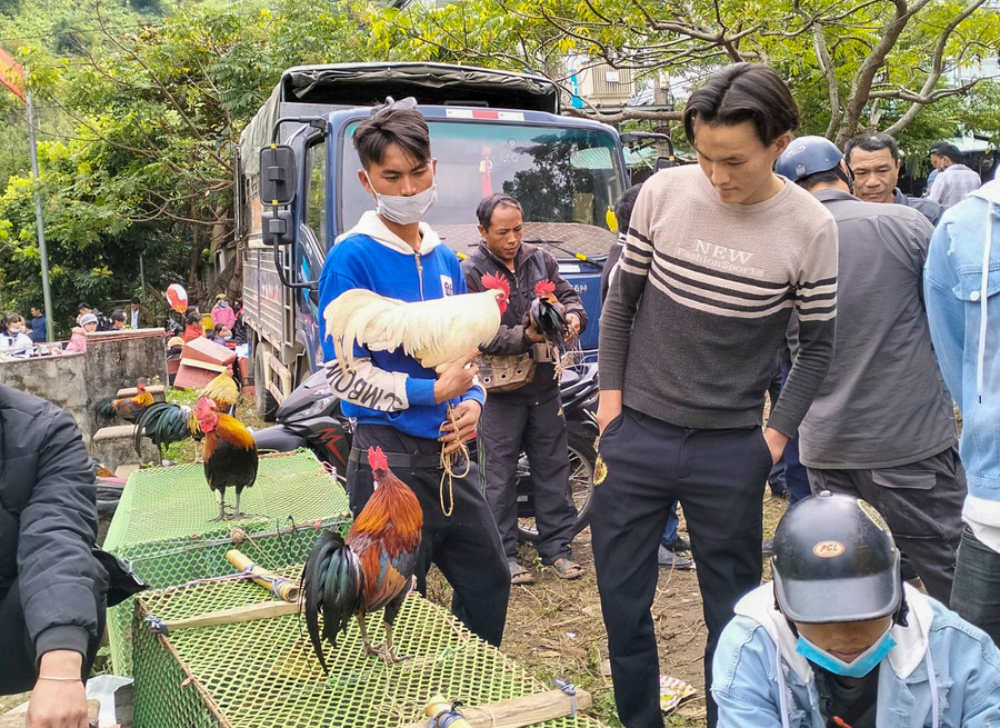 Mỗi chú gà rừng trung bình được bán với giá từ 1 - 1,5 triệu đồng.