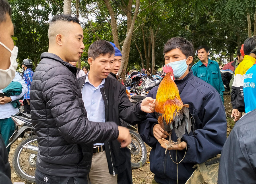 Ngoài các chủ gà, ở đây còn thu hút nhiều người cũng đam mê gà rừng tìm đến.