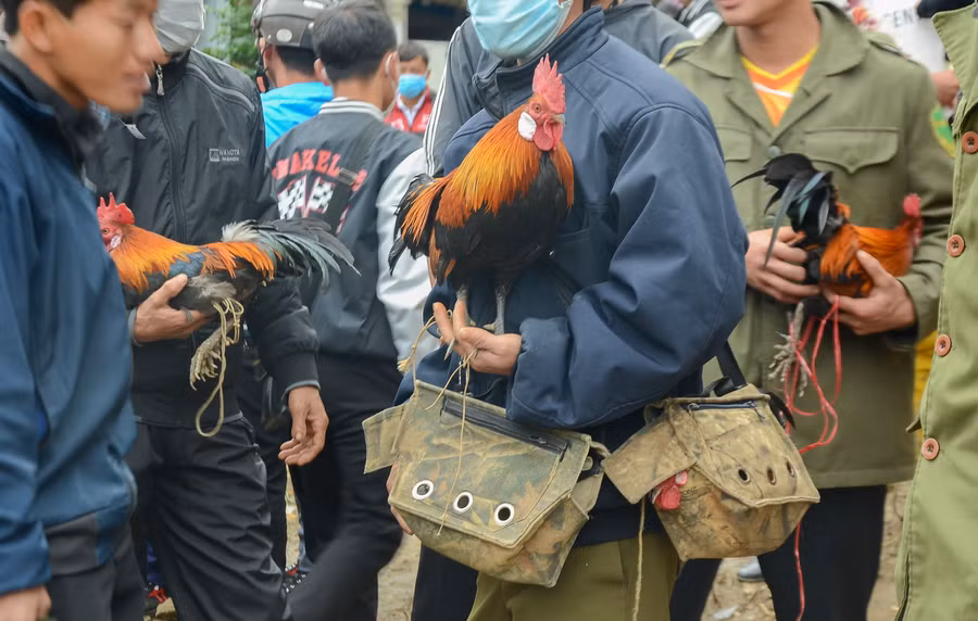 Mỗi người thường có từ 1, thậm chí vài ba chiếc túi dành riêng để chứa những chú gà rừng.