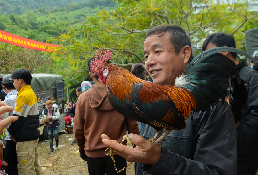 Được giá và thu hút nhất là gà tai trắng.