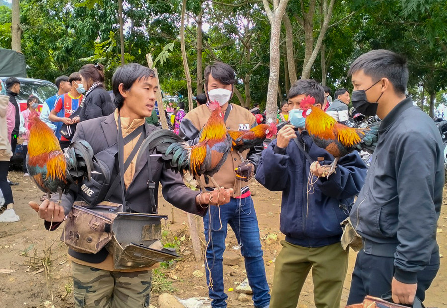 Đặc biệt, đây là giống gà không thể nuôi nhốt. Bà con thường thả trên các thân cây.