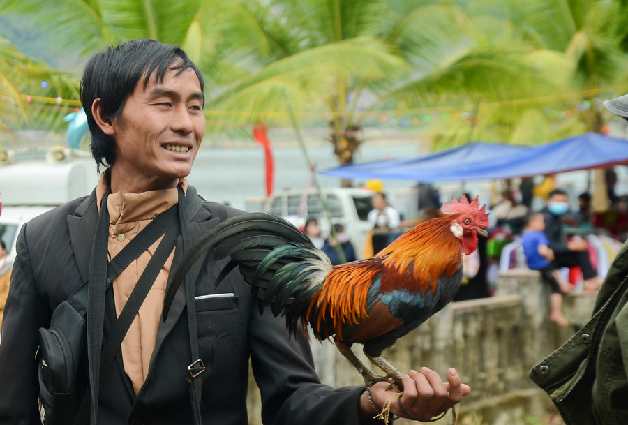 Anh Hờ A Mua, xã Hừa Ngài (huyện Mường Chà, tỉnh Điện Biên) hiện đang sở hữu hàng chục con gà rừng lai cho hay, gà đẹp phải thon gọn, đuôi dài, chân thẳng và trơn, gáy hay.