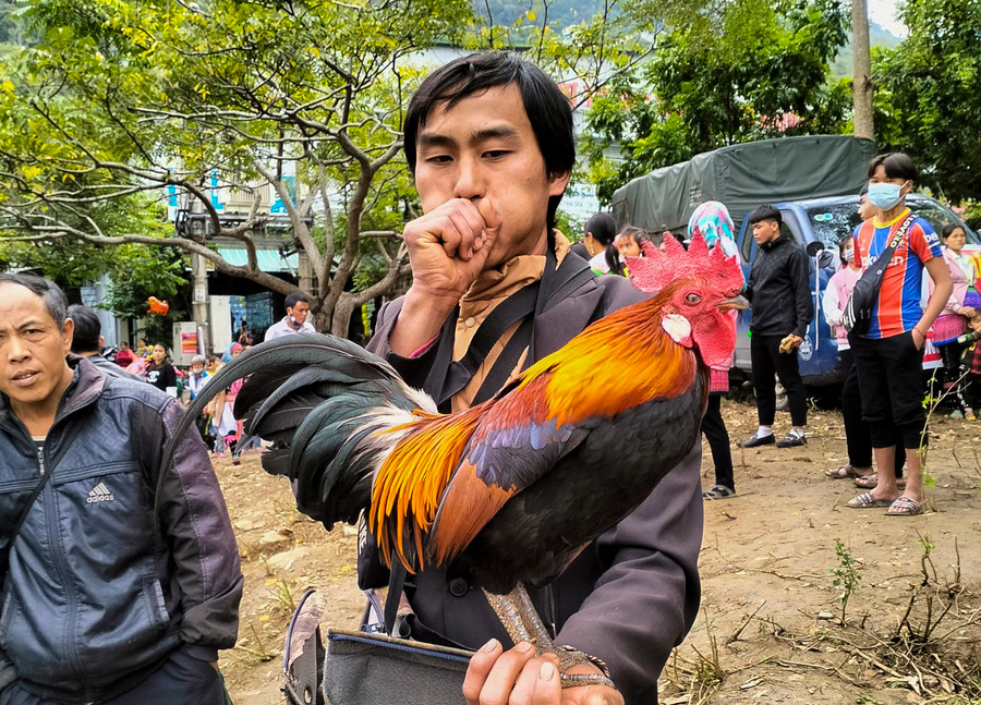 Cũng theo anh Mua, để &quot;sở hữu&quot; được chú gà &quot;có giá&quot; cũng hết sức kỳ công. Ngoài cho ăn, uống, còn phải chăm sóc tỉ mỉ về diện mạo, dạy gáy... (Trong ảnh: Anh Mua hướng dẫn gà gáy theo ý).