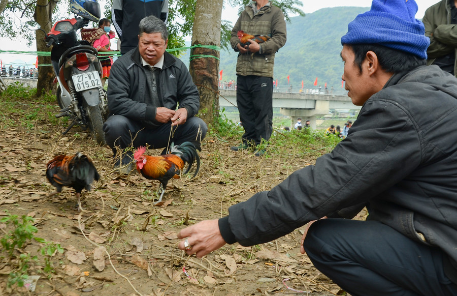 Vì rất coi trọng gà rừng nên đa phần bà con chỉ cho gà thể hiện &quot;vài đường&quot; chọi thử chứ không đấu đá phân thắng, bại.