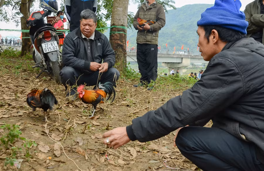 Vì rất coi trọng gà rừng nên đa phần bà con chỉ cho gà thể hiện "vài đường" chọi thử chứ không đấu đá phân thắng, bại.