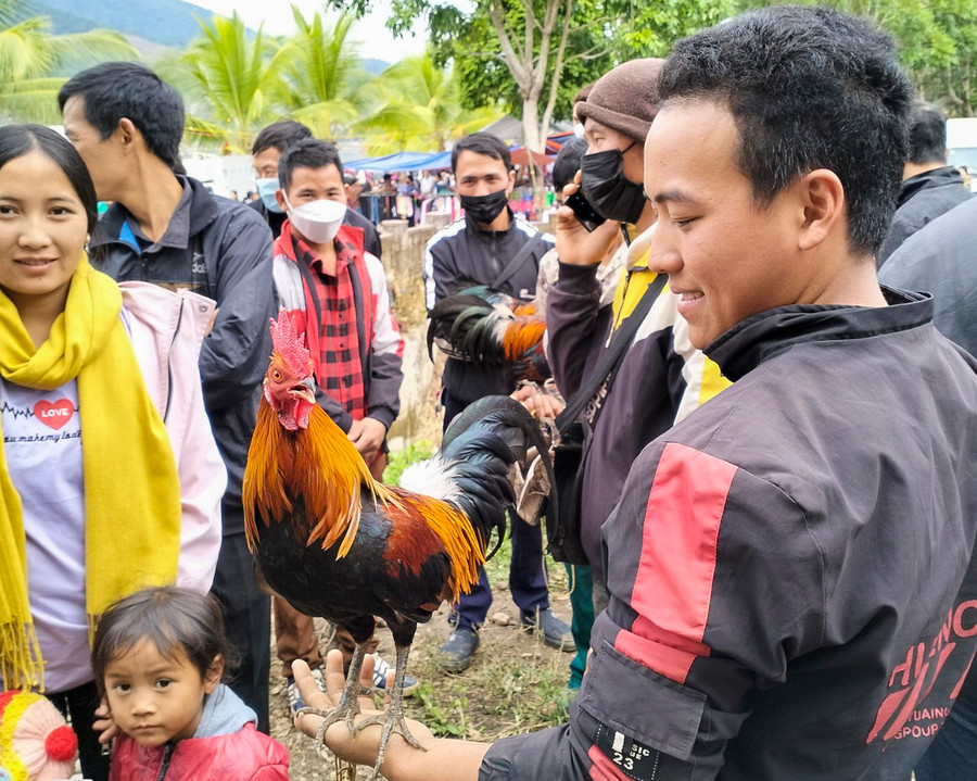 ...đọ tiếng gáy.