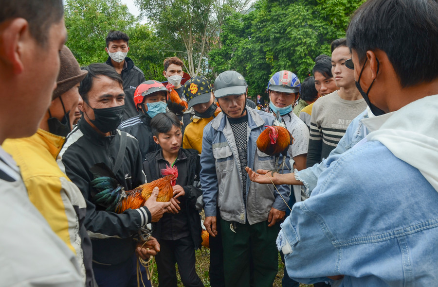 Những chú gà rừng là chủ đề chính của các cuộc trò chuyện xuyên suốt buổi hội.