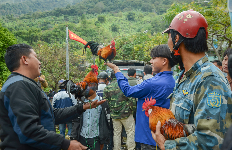 Không phải phong tục, song từ lâu việc khoe gà rừng tại các hội xuân đã trở thành thú vui không thể thiếu của đồng bào Mông ở rẻo cao.