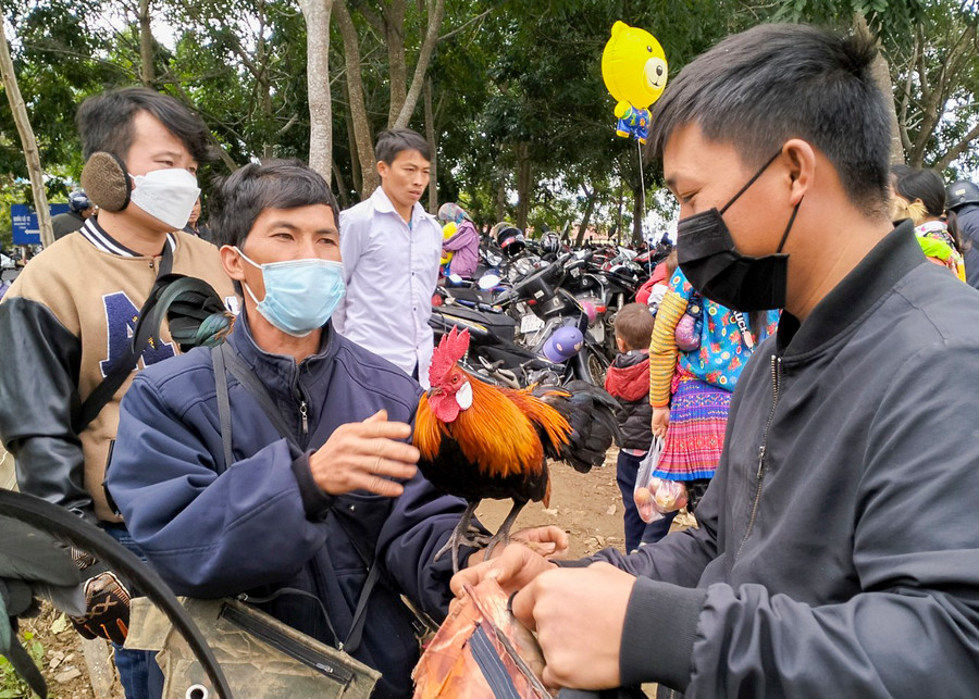 Rời hội xuân, tháng 2 (dương lịch) là thời gian thích hợp để các chú gà rừng lai được đưa đi thực hiện nhiệm vụ mới - bẫy gà rừng.