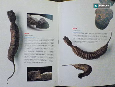 Bi an sinh vat huyen bi duoc san lung rao riet o Nhat Ban - Anh 2