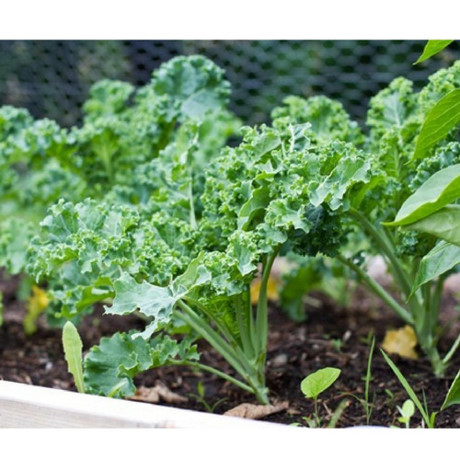 Mách nhỏ cách trồng cải xoăn kale trong thùng xốp - Ảnh 6 Mach nho cach trong cai xoan kale trong thung xop - Anh 6